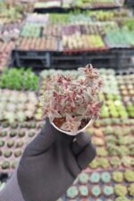 Crassula Exilis picturata - Görsel 2