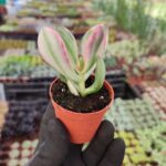 Crassula Ovata Tricolor