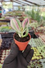 Crassula Ovata Tricolor