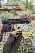 Crassula Ovata Tricolor - Görsel 2
