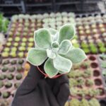 Echeveria Pulvinata Frosty