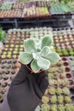 Echeveria Pulvinata Frosty