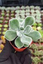 Echeveria Pulvinata Frosty - Görsel 3