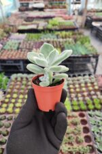 Echeveria Pulvinata Frosty - Görsel 2