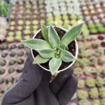 Aloinopsis Rubrolineata
