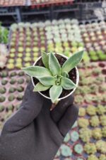 Aloinopsis Rubrolineata