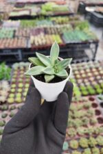 Aloinopsis Rubrolineata - Görsel 2