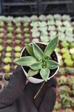 Aloinopsis Rubrolineata - Görsel 3