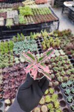 Kalanchoe pink butterflies Pembe Gözyaşı - Görsel 2