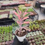 Kalanchoe pink butterflies Pembe Gözyaşı