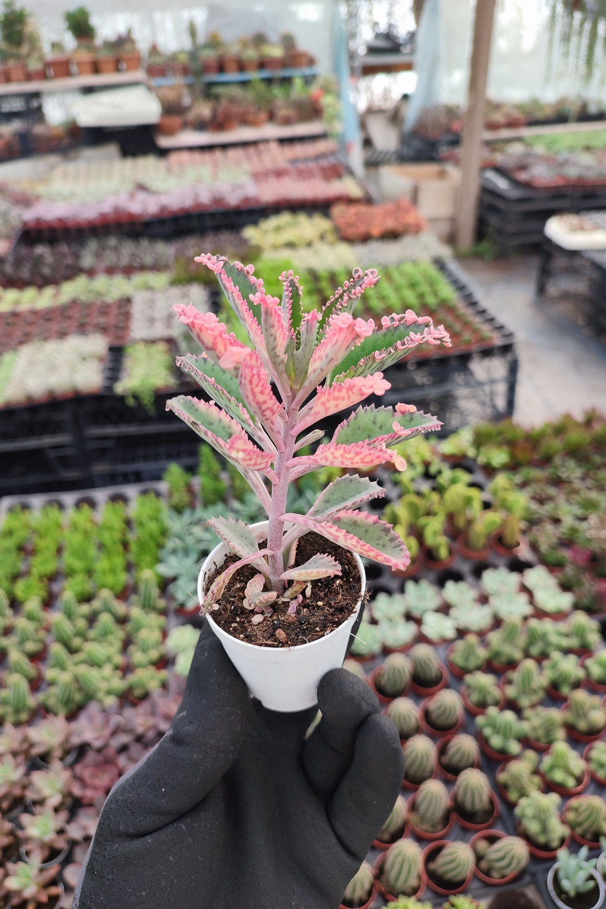 IMG_20260824_161441 Kalanchoe pink butterflies Pembe Gözyaşı - Görsel 1