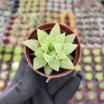 Haworthia retusa f. geraldii