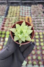 Haworthia retusa f. geraldii