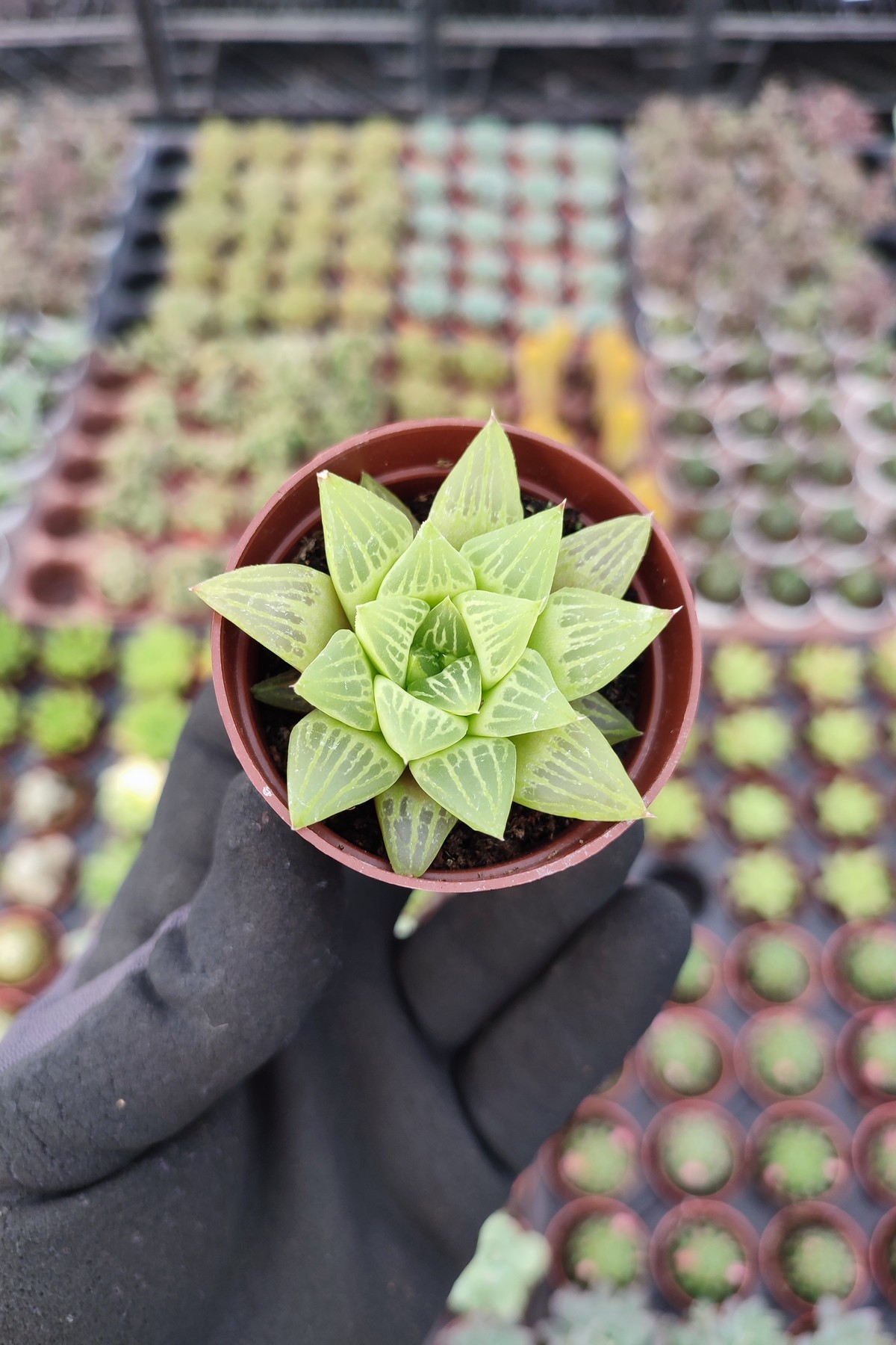 IMG_20260824_161610 Haworthia retusa f. geraldii - Görsel 1