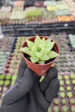 Haworthia retusa f. geraldii - Görsel 2