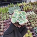Echeveria Chihuahuensis