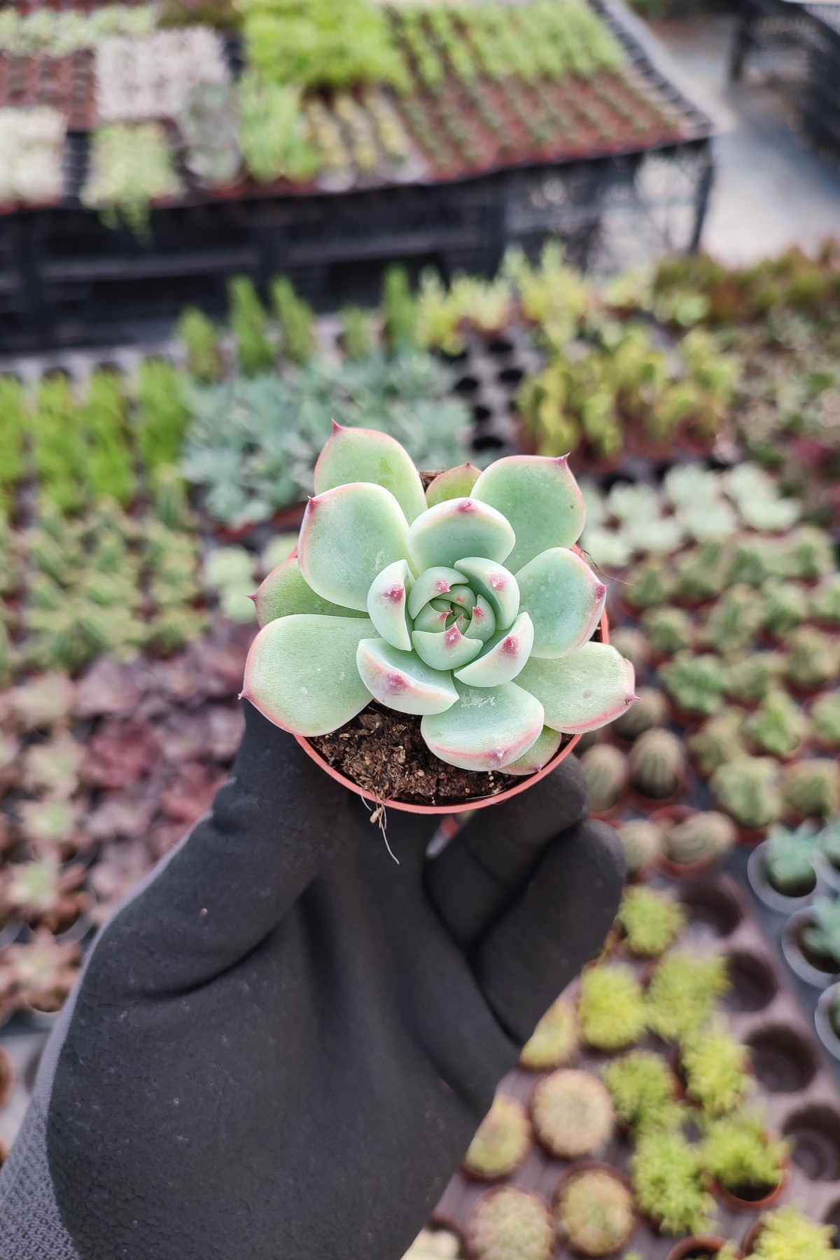 IMG_20260824_161715 Echeveria Chihuahuensis - Görsel 1