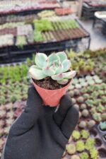 Echeveria Chihuahuensis - Görsel 2
