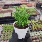 Crassula Lycopodiodies Prenses Çamı