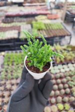 Crassula Lycopodiodies Prenses Çamı - Görsel 2