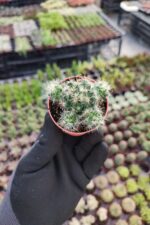 Mammillaria prolifera - Görsel 2