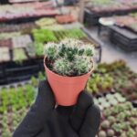 Mammillaria prolifera
