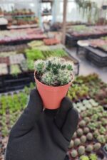 Mammillaria prolifera