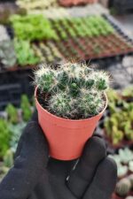 Mammillaria prolifera - Görsel 3