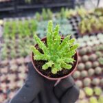 Euphorbia Medusa