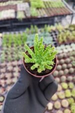 Euphorbia Medusa