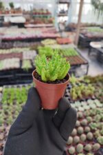 Euphorbia Medusa - Görsel 2