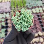 Sedum dasyphyllum minor