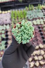 Sedum dasyphyllum minor