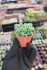 Sedum dasyphyllum minor - Görsel 2