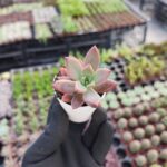 Graptosedum bronze