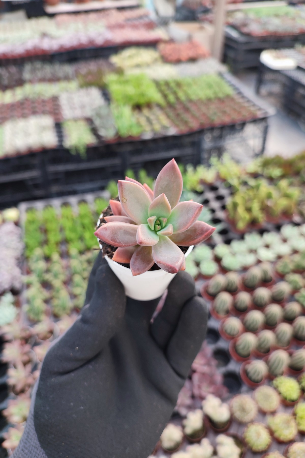 IMG_20260824_162123 Graptosedum bronze - Görsel 1