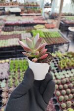 Graptosedum bronze - Görsel 2