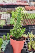 Opuntia Subulata Kaktüs - Görsel 3
