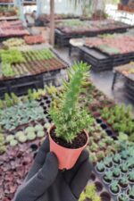 Opuntia Subulata Kaktüs - Görsel 2