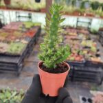 Opuntia Subulata Kaktüs