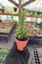 Opuntia Subulata Kaktüs