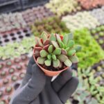 Anacampseros rufescens rubra
