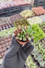 Anacampseros rufescens rubra