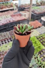 Anacampseros rufescens rubra - Görsel 3