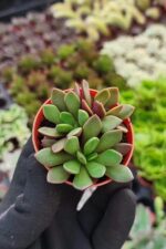 Anacampseros rufescens rubra - Görsel 4