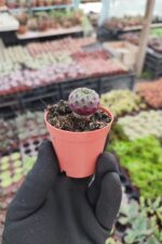 Sulcorebutia Rauschi Kaktüs - Görsel 3