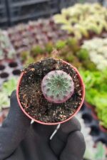 Sulcorebutia Rauschi Kaktüs - Görsel 2