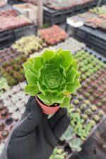 Aeonium Arboreum Sukulent - Görsel 2