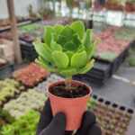 Aeonium Arboreum Sukulent