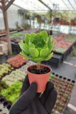 Aeonium Arboreum Sukulent